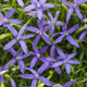 Beth's Blue® Star Flower Flowers and Foliage