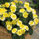 Bandana® Lemon Zest Lantana in decorative garden planter blooming