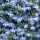 Small Laguna Sky Blue Lobelia Flowers and Flower Buds