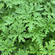 Citronella Mosquito Plant Foliage