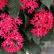 Sunstar® Red Egyptian Star Flower Flowers and Foliage