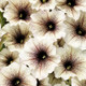 Supertunia® Latte Petunia Flowers