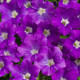 Supertunia Mini Vista® Morning Glory Petunia Flowers