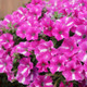 Supertunia Raspberry Rush Petunia Flowers and Foliage