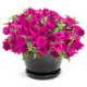 Supertunia Royal Magenta Petunia in Black Garden Planter