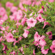 Supertunia Vista Bubblegum Petunia Flowers and Foliage