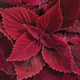 ColorBlaze® Rediculous® Coleus Foliage