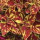 Splish Splash Coleus Foliage Close Up