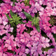 Superbena® Pink Shades Verbena Flowers Close Up