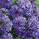 Superbena Royale® Chambray Verbena Flowers and Foliage