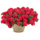 Superbena Scarlet Star Verbena in Garden Planter