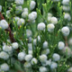 Gin Fizz® Juniper berries and foliage