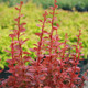 Orange Rocket Barberry Cropped