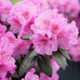Black Hat® Rhododendron Flower Petals and Leaves Close Up