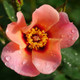 Ringo All-Star™ Rose flower closeup