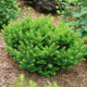 Stonehenge Dark Druid® Yew bush close up