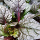 New Growth on Ajuga Black Scallop