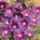 Halo Series Lavender Hollyhock flowers