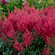 Montgomery Japanese Astilbe Flowers and foliage