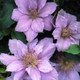 FILIGREE™ Evipo Clematis Vine Blooming