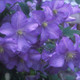 Prince Charles Clematis Flowers Close Up