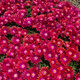 Granita® Raspberry® Hardy Ice Plant flowers close up