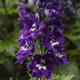 Delphina™ Dark Blue White Bee Larkspur flowers closeup