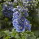 Delphina™ Light Blue White Bee Larkspur flower closeup