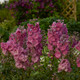 New Millennium™ Pink Punch Larkspur Flowers and foliage