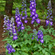 New Millennium™ Purple Passion Larkspur Flowers and foliage