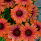Color Coded™ Orange You Awesome Coneflower Flowers Close Up