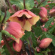 Honeymoon® Sandy Shores Lenten Rose Flowers and leaves