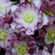 Wedding Party® Blushing Bridesmaid Lenten Rose Flowers Close Up