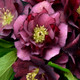 Wedding Party® True Love Lenten Rose Flowers Blooms