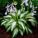 Christmas Candy Hosta Flowers and foliage