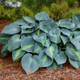 Touch of Class Hosta plant in the shade garden