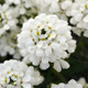 Snowsation™ Evergreen Candytuft Flowers Close Up