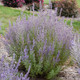 Sage Advice Russian Sage Plant Flowering