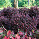 healthy Purple Daydream Loropetalum