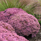 Large Rock 'N Round Pride and Joy Stonecrop Sedum Plants Blooming