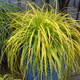 healthy Evercolor Everillo Carex