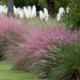 Pink Muhly Grasses As A Border