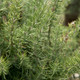 Chef's Choice Rosemary Cropped