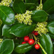 Dwarf Burford Holly Flowering 