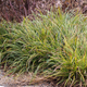 Variegated Liriope Growing