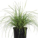 Adagio Maiden Grass in Container Cropped