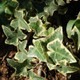 Variegated English Ivy Cropped