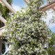 Star Jasmine Vine Flower Growing at Business