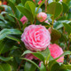 Shi Shi Gashira Camellia Flowers and Foliage