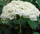 Hydrangea arborescens 'Annabelle' White Flower